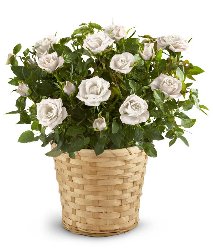 YA101-1.jpg White Rose Plant