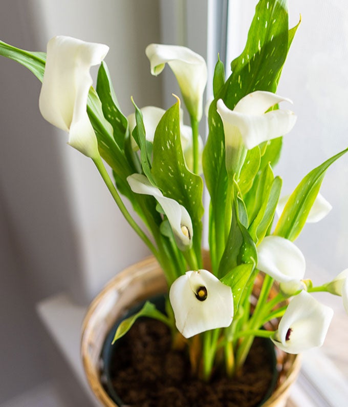 YA103_A1.jpg White Calla Lily Potted Plant - Image 2
