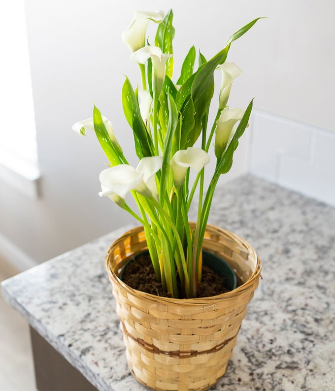 YA103_A2.jpg White Calla Lily Potted Plant - Image 3