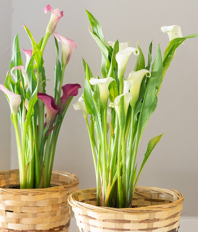 YA103_A3.jpg White Calla Lily Potted Plant - Image 4