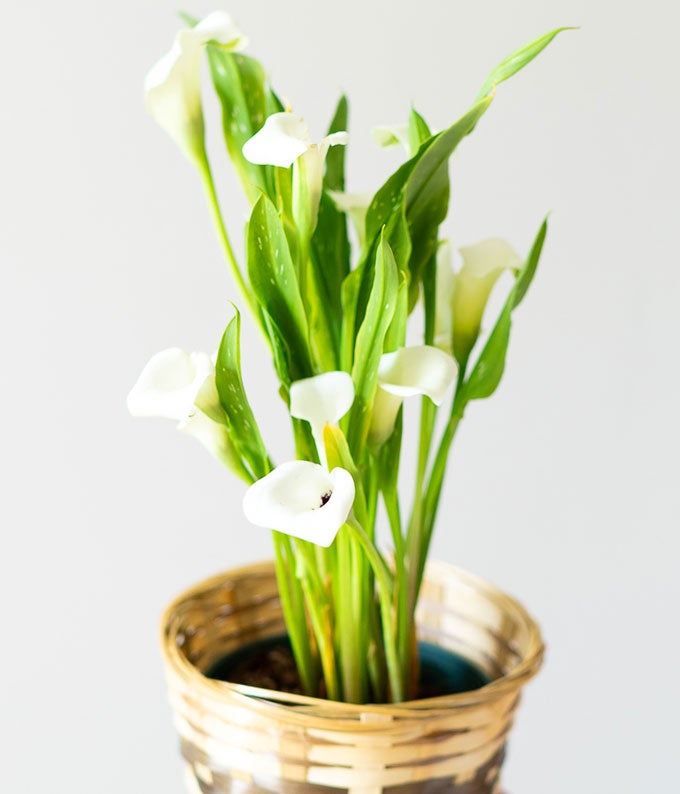YA103_A4.jpg White Calla Lily Potted Plant - Image 5