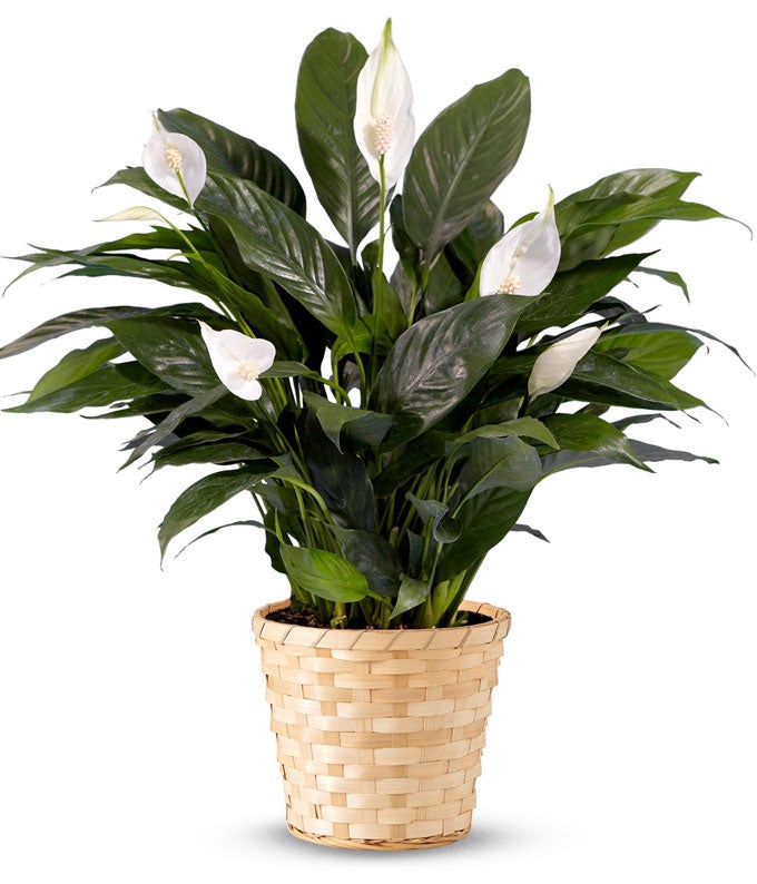 YA107-1.jpg Serene Peace Plant