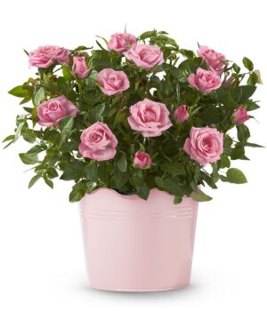 Pretty Pink Potted Rose Plant