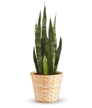 Snake Plant in Basket