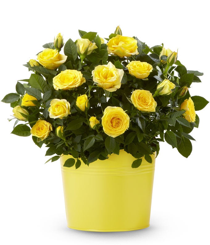 YAY72-1.jpg Sunshine Yellow Rose Plant