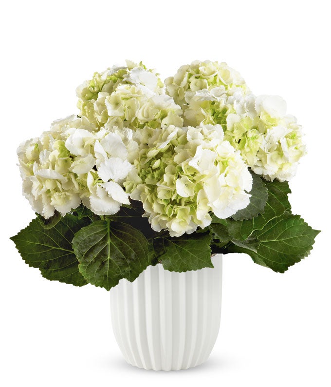 YAY78-1.jpg Wondrous White Hydrangea
