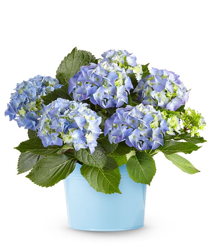 YAY91.jpg Beautiful Blue Hydrangea