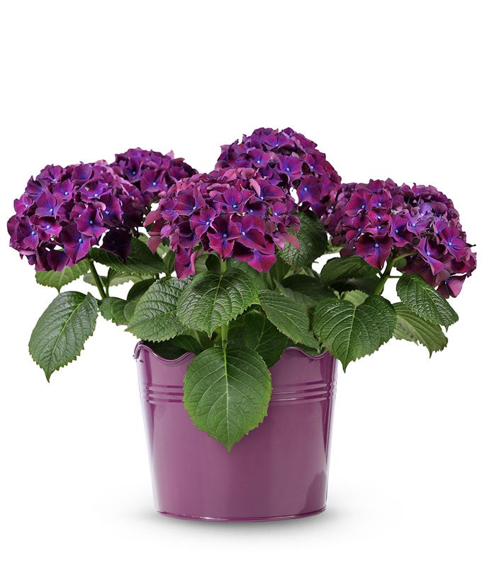 YAY93-1.jpg Picturesque Purple Hydrangea