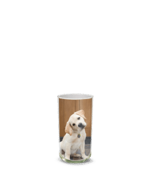 vc puppy1.png